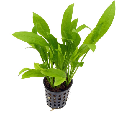 Эхинодорус Амазонский, в горшочке